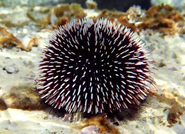 Mediterranean Purple Sea Urchin Sphaerechinus Granularis — Stock Photo, Image