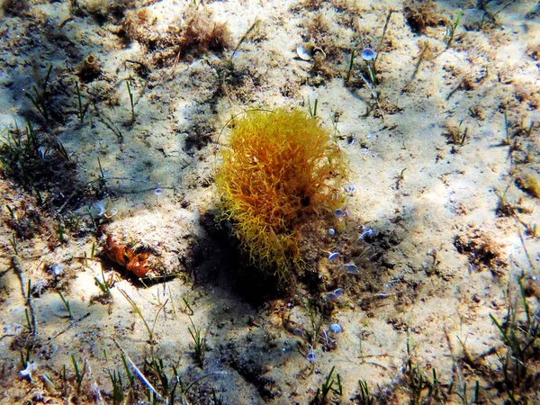 Zeldzame Mediterrane Gele Algen Onderwater Scène — Stockfoto