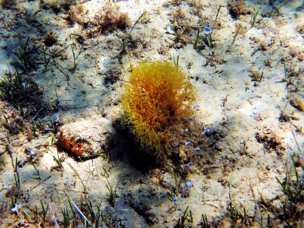 Cena Subaquática Algas Amarelas Mediterrânicas Raras — Fotografia de Stock