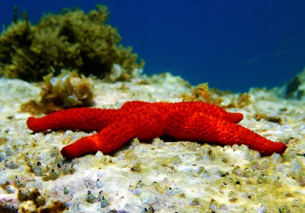 Mediterrâneo Estrela Mar Vermelho Echinaster Sepositus — Fotografia de Stock