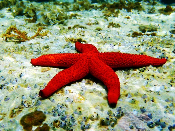 Medelhavet Röda Havet Stjärna Echinaster Sepositus — Stockfoto