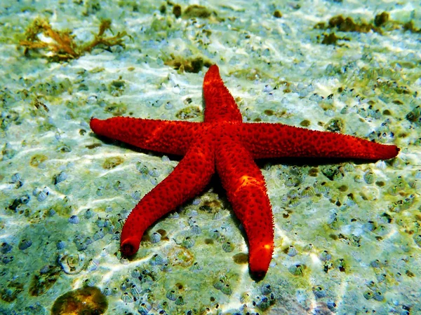 Mediterrâneo Estrela Mar Vermelho Echinaster Sepositus — Fotografia de Stock