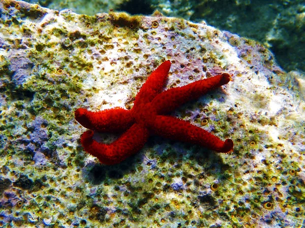 Mittelmeer Roter Seestern Echinaster Sepositus — Stockfoto