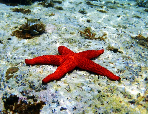 Μεσογειακό Αστέρι Της Ερυθράς Θάλασσας Echinaster — Φωτογραφία Αρχείου