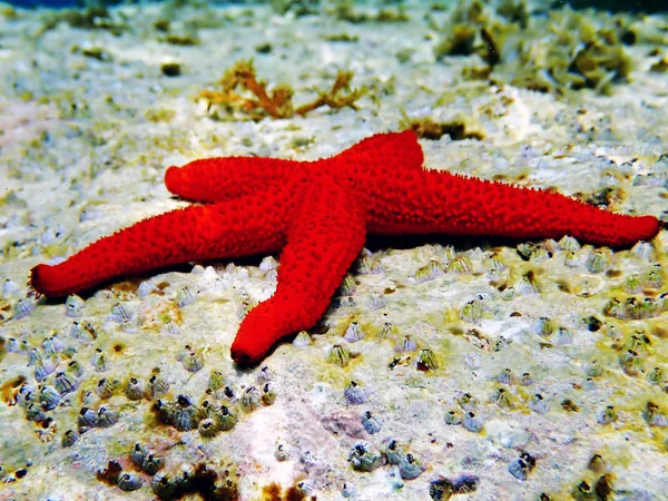 Mediterranean Red Sea Star Inaster Sepositus — стоковое фото