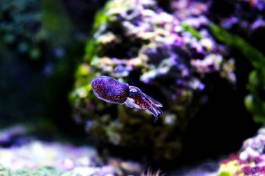 Avrupa ortak mürekkep balığı - (Sepia officinalis)