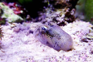 Avrupa ortak mürekkep balığı - (Sepia officinalis)