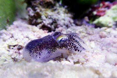 Avrupa ortak mürekkep balığı - (Sepia officinalis)