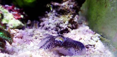 Avrupa ortak mürekkep balığı - (Sepia officinalis)