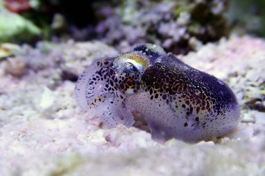 Avrupa ortak mürekkep balığı - (Sepia officinalis)