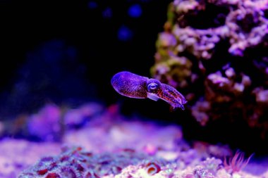 Avrupa ortak mürekkep balığı - (Sepia officinalis)