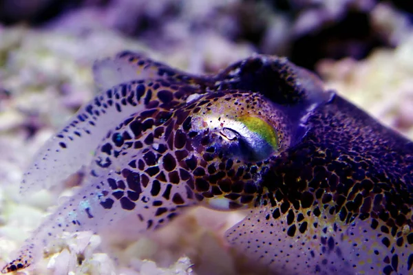 European Common Cuttlefish Sepia Officinalis — Stock Photo, Image