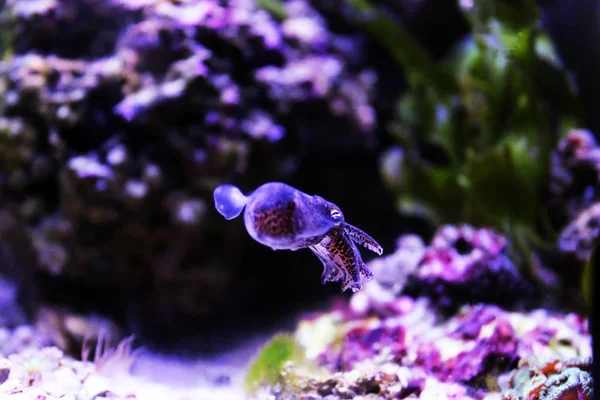 European Common Cuttlefish Sepia Officinalis — Stock Photo, Image