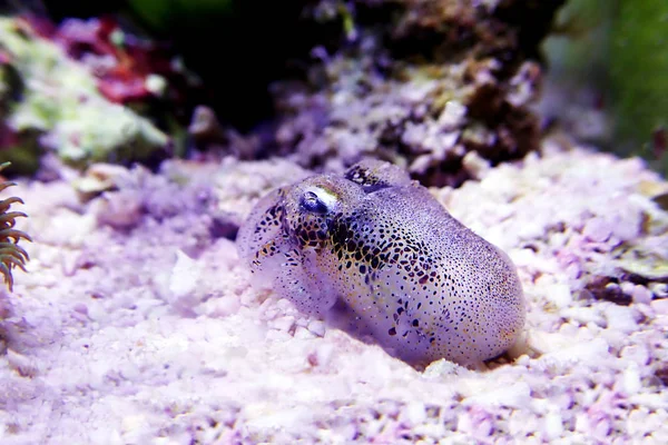 Avrupa ortak mürekkep balığı - (Sepia officinalis)