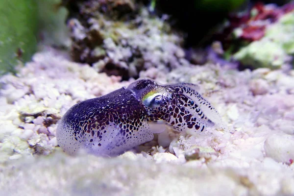 European Common Cuttlefish Sepia Officinalis — Stock Photo, Image