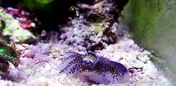 Avrupa ortak mürekkep balığı - (Sepia officinalis)