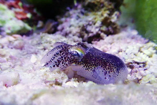 European Common Cuttlefish Sepia Officinalis — Stock Photo, Image