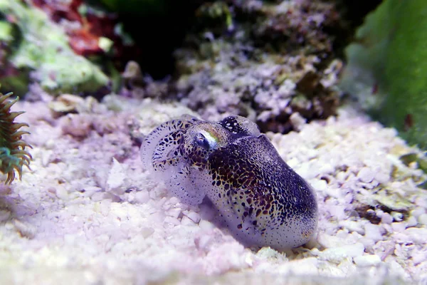 Avrupa ortak mürekkep balığı - (Sepia officinalis)