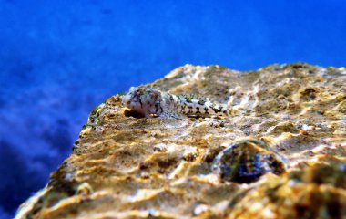 Akdeniz Tompot blenny balık - (Parablennius gattorugine)