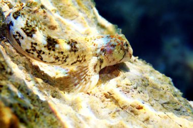 Akdeniz Tompot blenny balık - (Parablennius gattorugine)