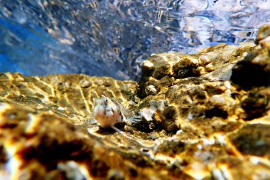 Akdeniz Tompot blenny balık - (Parablennius gattorugine)