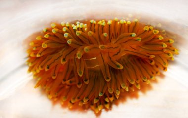 Turuncu (çok nadir) Akdeniz Nudibranch - Janolus cristatus