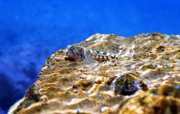 Medelhavet Tompot Ålkusa Fisk Parablennius Gattorugine — Stockfoto