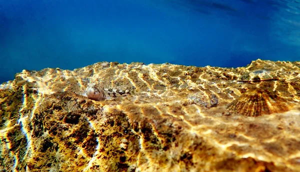 Mediterranean Tompot Blenny Fish Parablennius Gattorugine — Stock Photo, Image