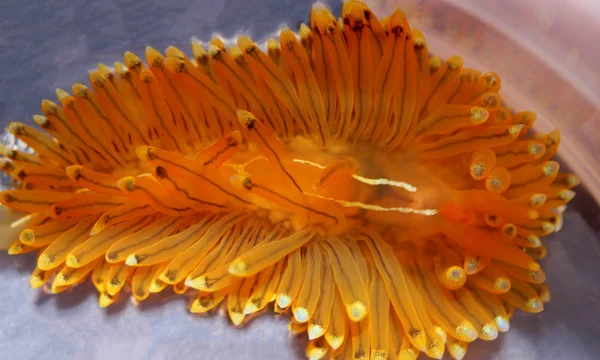 Turuncu Çok Nadir Akdeniz Nudibranch Janolus Cristatus — Stok fotoğraf