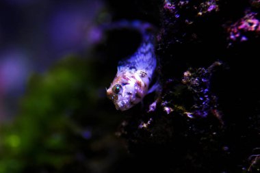 Akdeniz Tompot blenny balık - (Parablennius gattorugine)