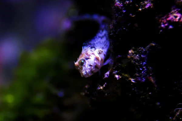 Mediterráneo Tompot Blenny Fish Parablennius Gattorugine — Foto de Stock