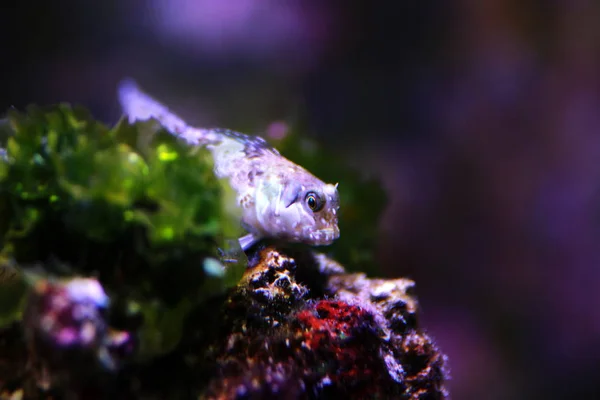 Akdeniz Tompot Blenny Balık Parablennius Gattorugine — Stok fotoğraf