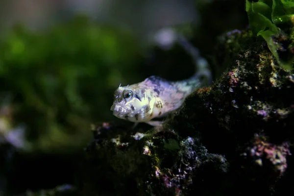 Medelhavet Tompot Ålkusa Fisk Parablennius Gattorugine — Stockfoto