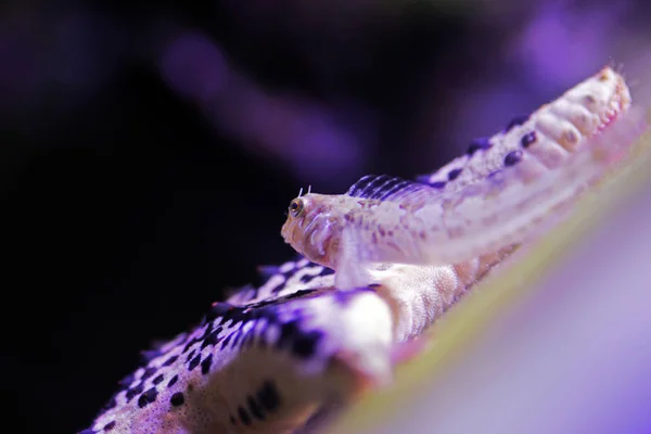 Mediterrane Tompot Poetsvis Vis Parablennius Gehoornde — Stockfoto