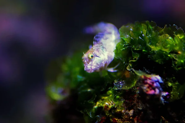 Mediterráneo Tompot Blenny Fish Parablennius Gattorugine — Foto de Stock