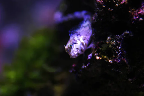 Mediterranean Tompot Blenny Fish Parablennius Gattorugine — Stock Photo, Image