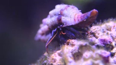 Akdeniz Hermit yengeç Video - Clibanarius erithropus
