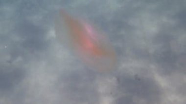 Deniz ceviz tarak denizanası Sualtı Video - Mnemiopsis leidyi