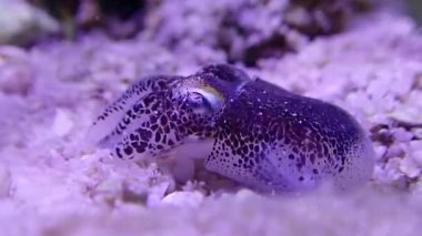 Avrupa ortak mürekkep balığı Makro Video - (Sepya officinalis)