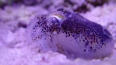 Avrupa ortak mürekkep balığı Makro Video - (Sepya officinalis)