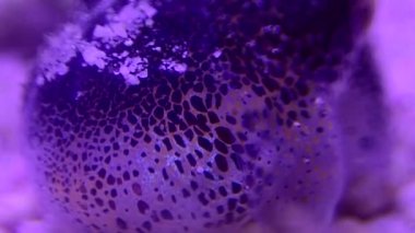 Avrupa ortak mürekkep balığı Makro Video - (Sepya officinalis)