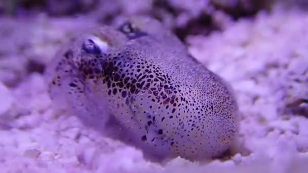 Macro Video European Common Cuttlefish Sepia Officinalis — Stock Video