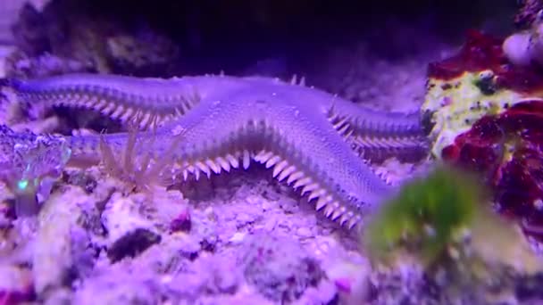 Medelhavet Sand Sea Star Astropecten — Stockvideo