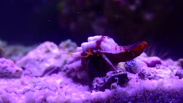 Vídeo Caranguejo Eremita Mediterrânico Clibanarius Erythropus — Vídeo de Stock