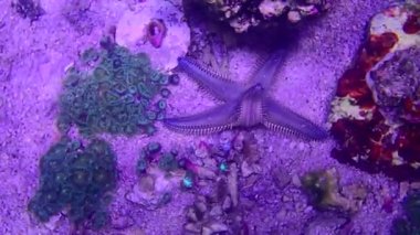 Akdeniz kum denizi yıldızı - Astropecten irregularis