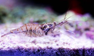 Akdeniz Elegance Cam Karides - Palaemon Elegance