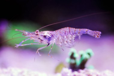 Akdeniz Elegance Cam Karides - Palaemon Elegance