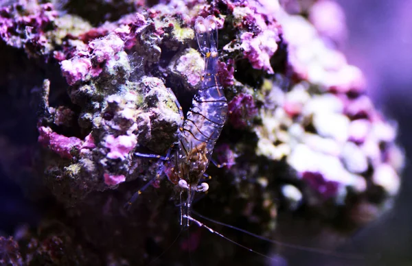 Crevettes Verre Élégance Méditerranéenne Palaemon Elegance — Photo