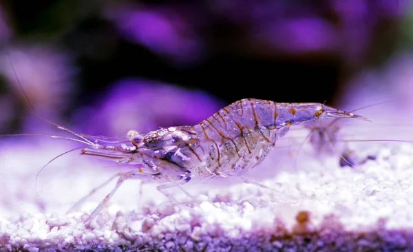 Mediterranean Elegance Glass Shrimp Palaemon Elegance — Stock Photo, Image