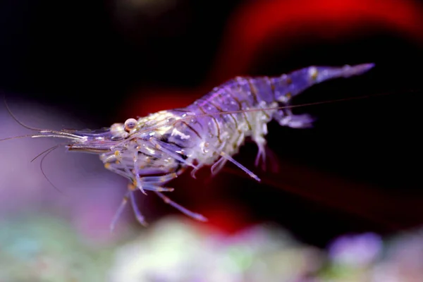 Mediterranean Elegance Glass Shrimp Palaemon Elegance — Stock Photo, Image